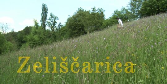 13 Zeliščarica